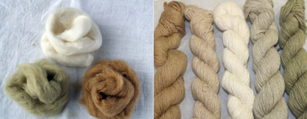 Natural Cotton