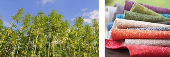 hemp plant for fabric