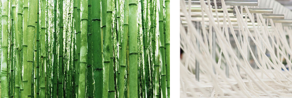 bamboo plant for fabric fibres